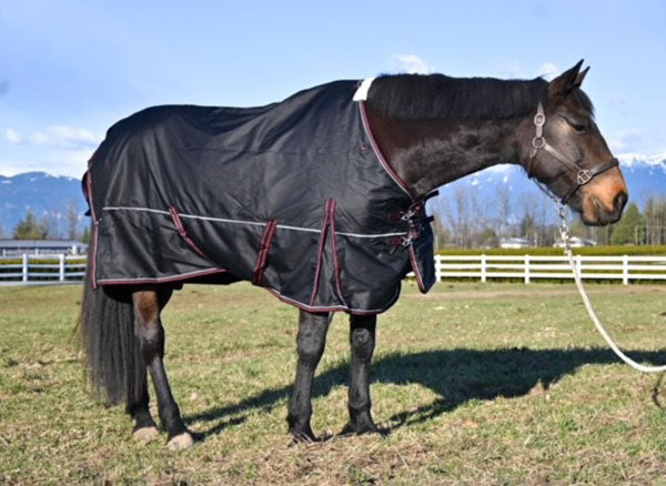 pony turnout blankets