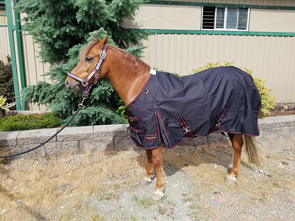 Pony