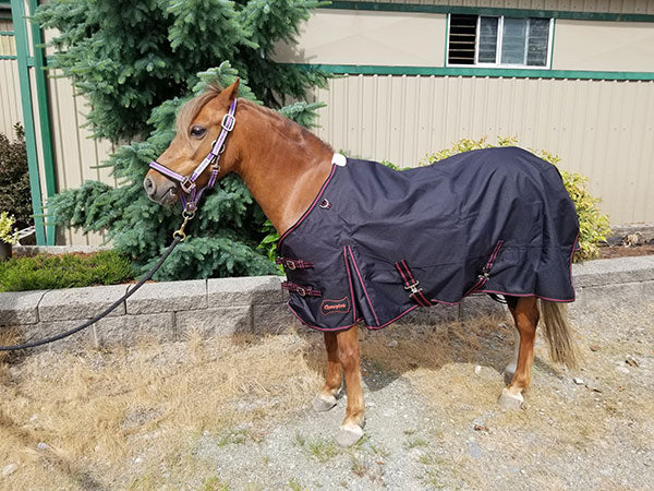 400 gram Fill Horse Turnout Blanket (Waterproof) – Champion Horse