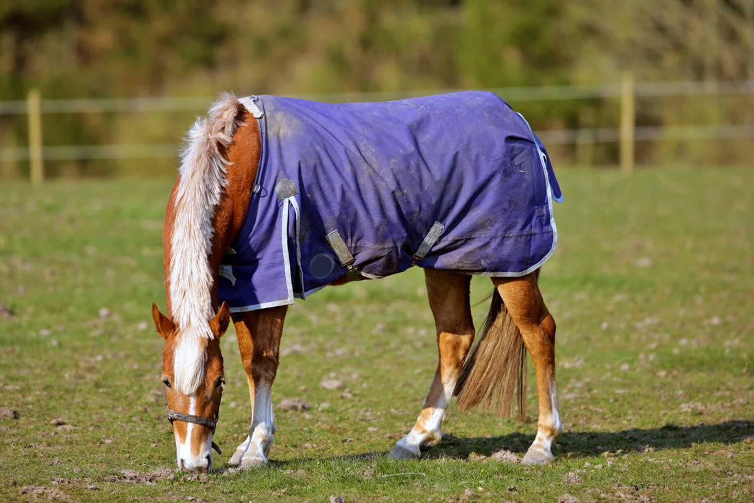 brown horse white mane wearing purple turnout blanket