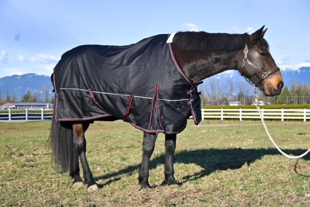 200 gram Fill Horse Turnout Blanket (Waterproof)